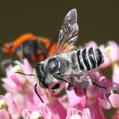 Flat-tailed Leafcutter Bee
Megachile mendica